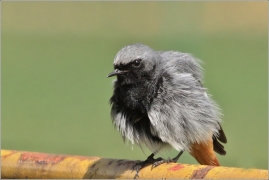 <p>REHEK DOMÁCÍ (Phoenicurus ochruros) /Black red start - Hausrotschwanz/</p>
